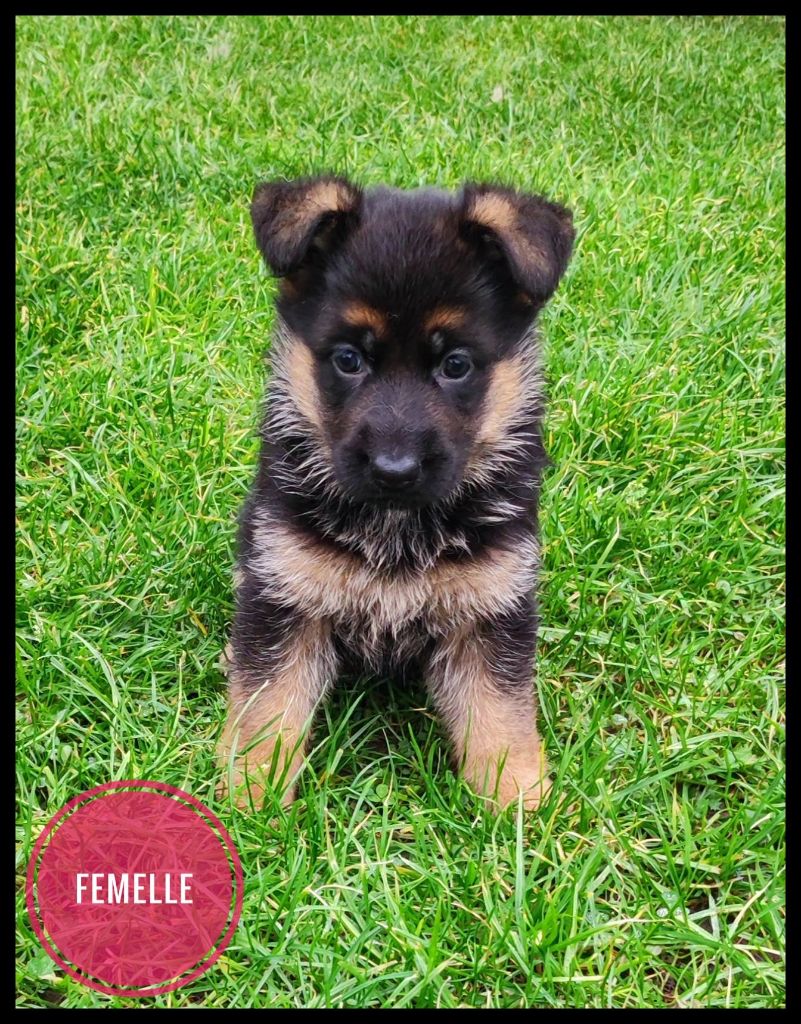 Du Domaine De L'Estran - Chiot disponible  - Berger Allemand