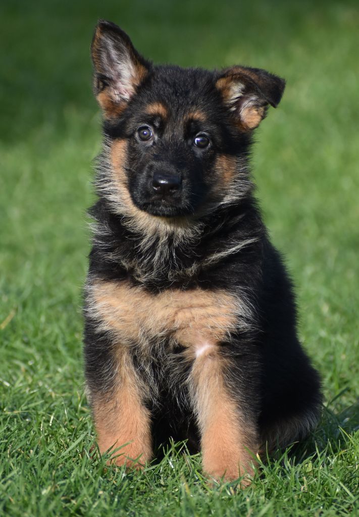 Du Domaine De L'Estran - Chiot disponible  - Berger Allemand