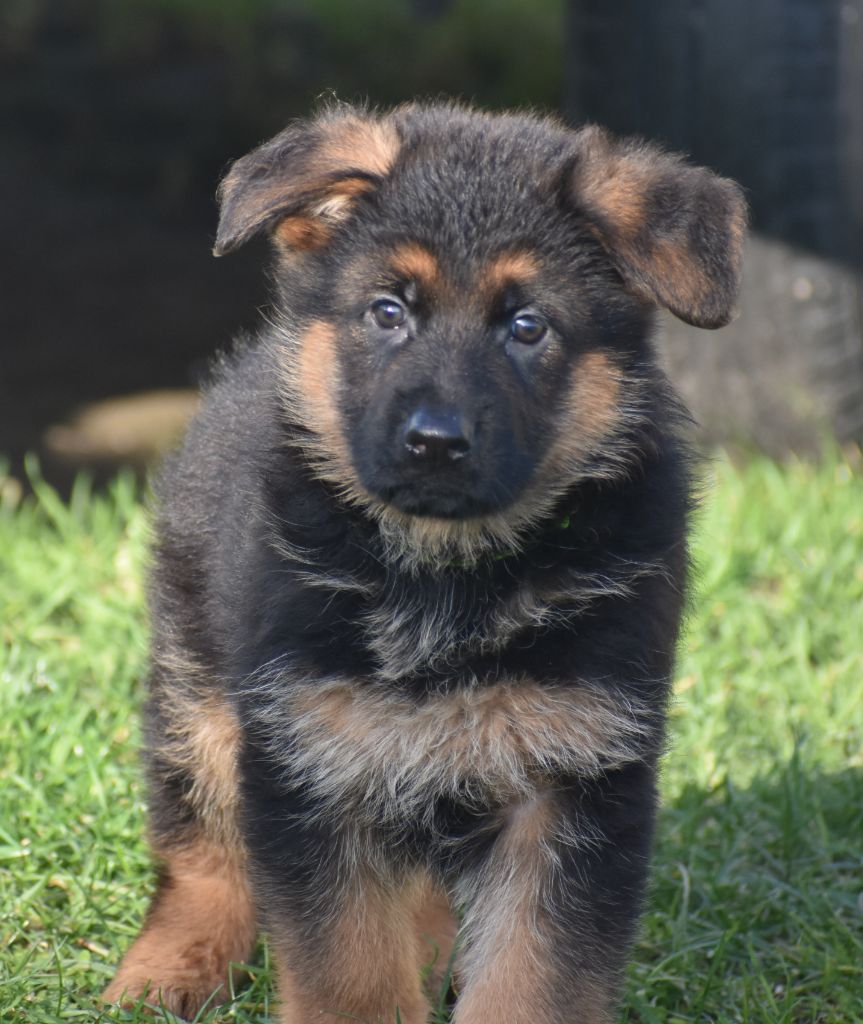 Du Domaine De L'Estran - Chiot disponible  - Berger Allemand