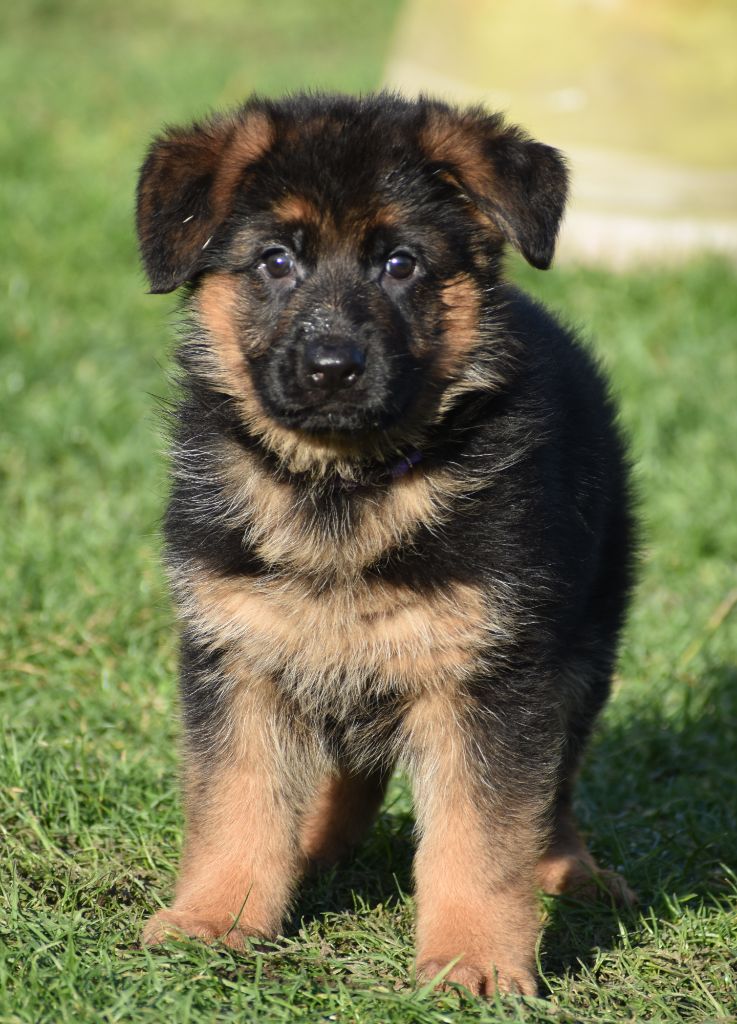 Du Domaine De L'Estran - Chiot disponible  - Berger Allemand