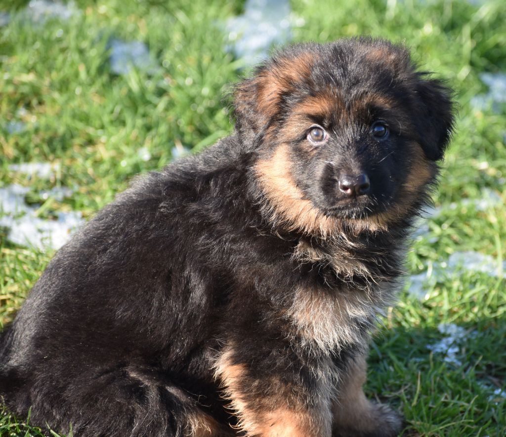 Du Domaine De L'Estran - Chiot disponible  - Berger Allemand