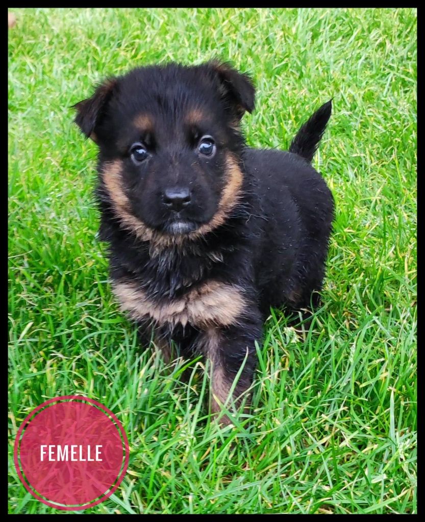 Du Domaine De L'Estran - Chiot disponible  - Berger Allemand