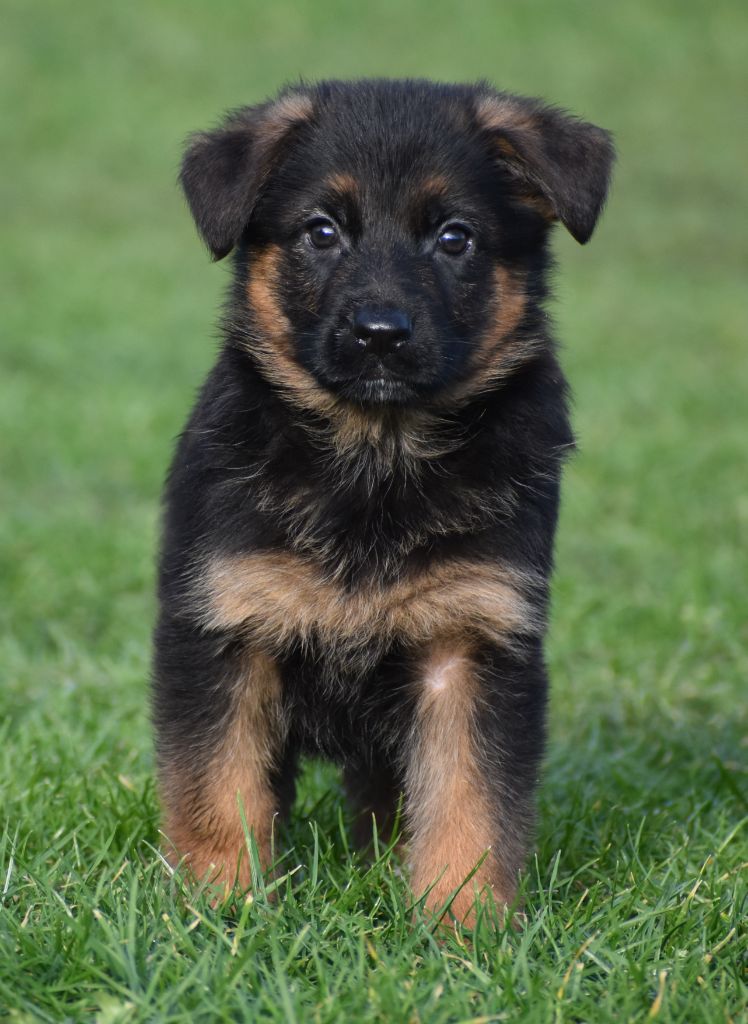 Du Domaine De L'Estran - Chiot disponible  - Berger Allemand