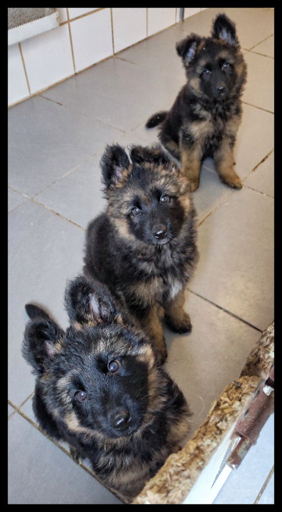 chiot Berger Allemand Poil Long Du Domaine De L'Estran