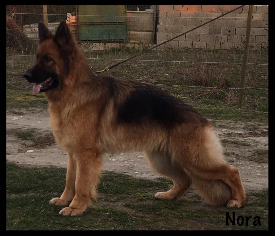 Nora Du Domaine De L'Estran