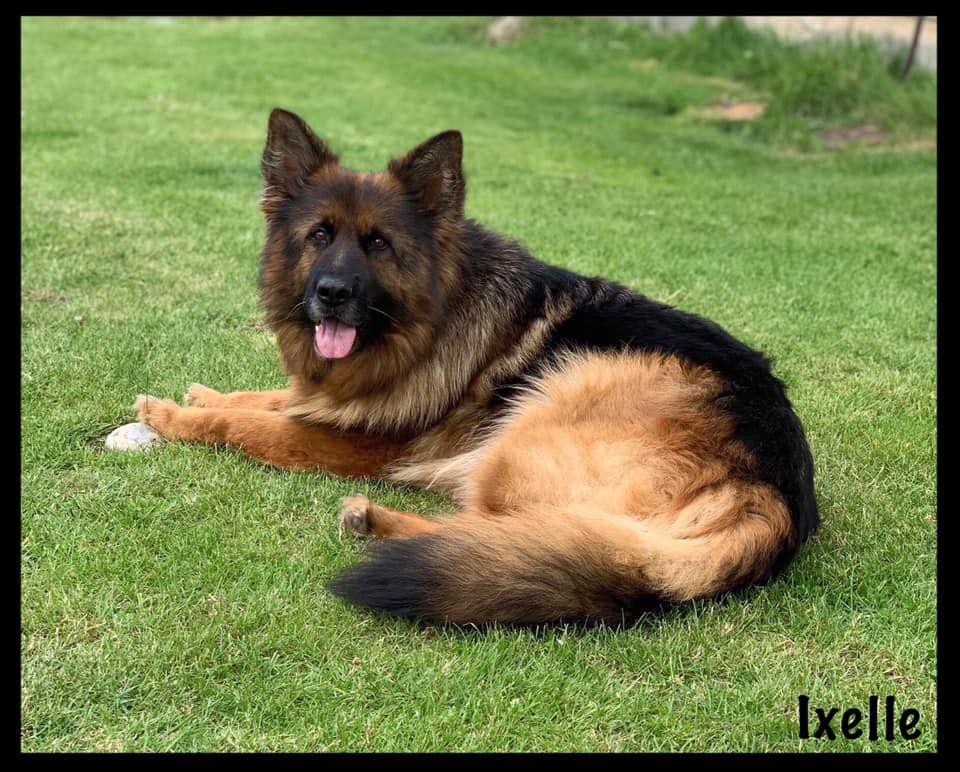 Ioka (dit ixelle) du clan des gladiateurs