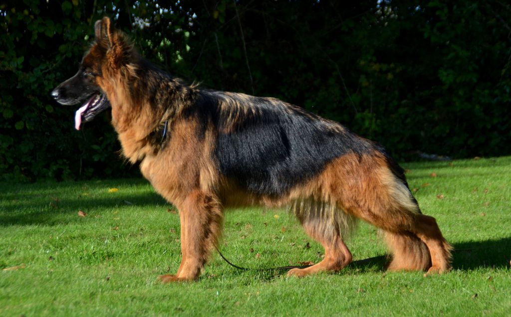 Bacara de tierratoni