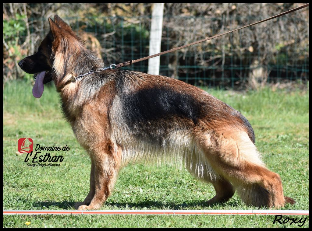 Roxy Du Domaine De L'Estran