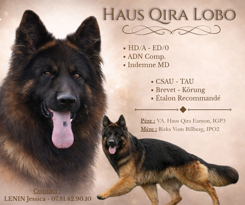 !!! DISPONIBLE POUR SAILLIE !!!