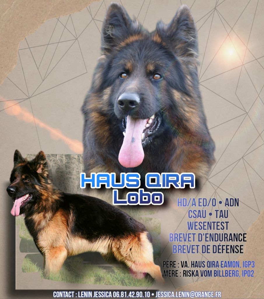 !!! DISPONIBLE POUR SAILLIE !!!