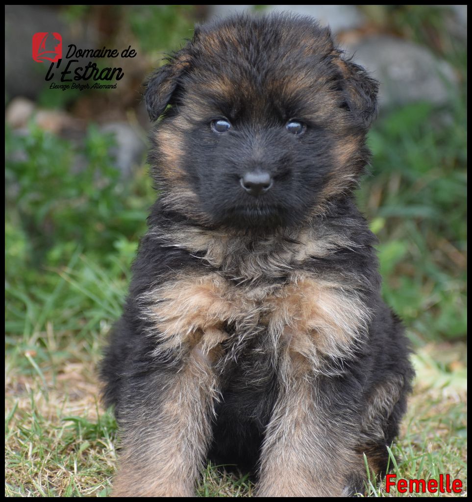 Du Domaine De L'Estran - Chiots disponibles - Berger Allemand Poil Long