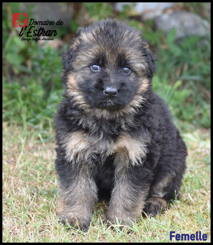 Du Domaine De L'Estran - Chiots disponibles - Berger Allemand Poil Long