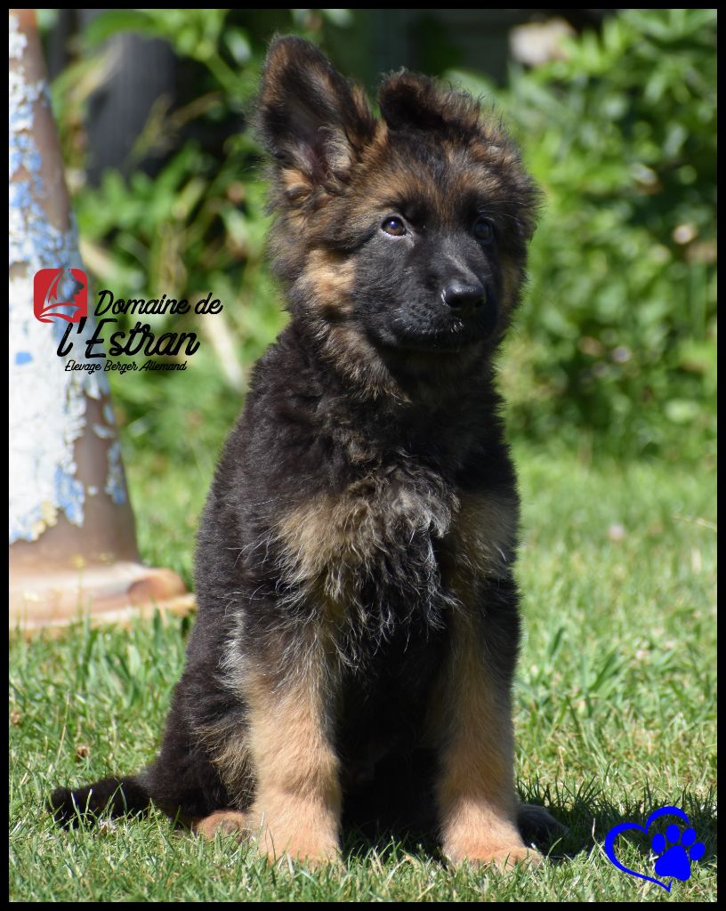 Du Domaine De L'Estran - Chiots disponibles - Berger Allemand Poil Long