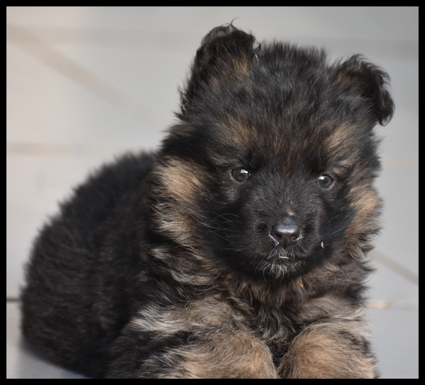 Du Domaine De L'Estran - Chiots disponibles - Berger Allemand Poil Long