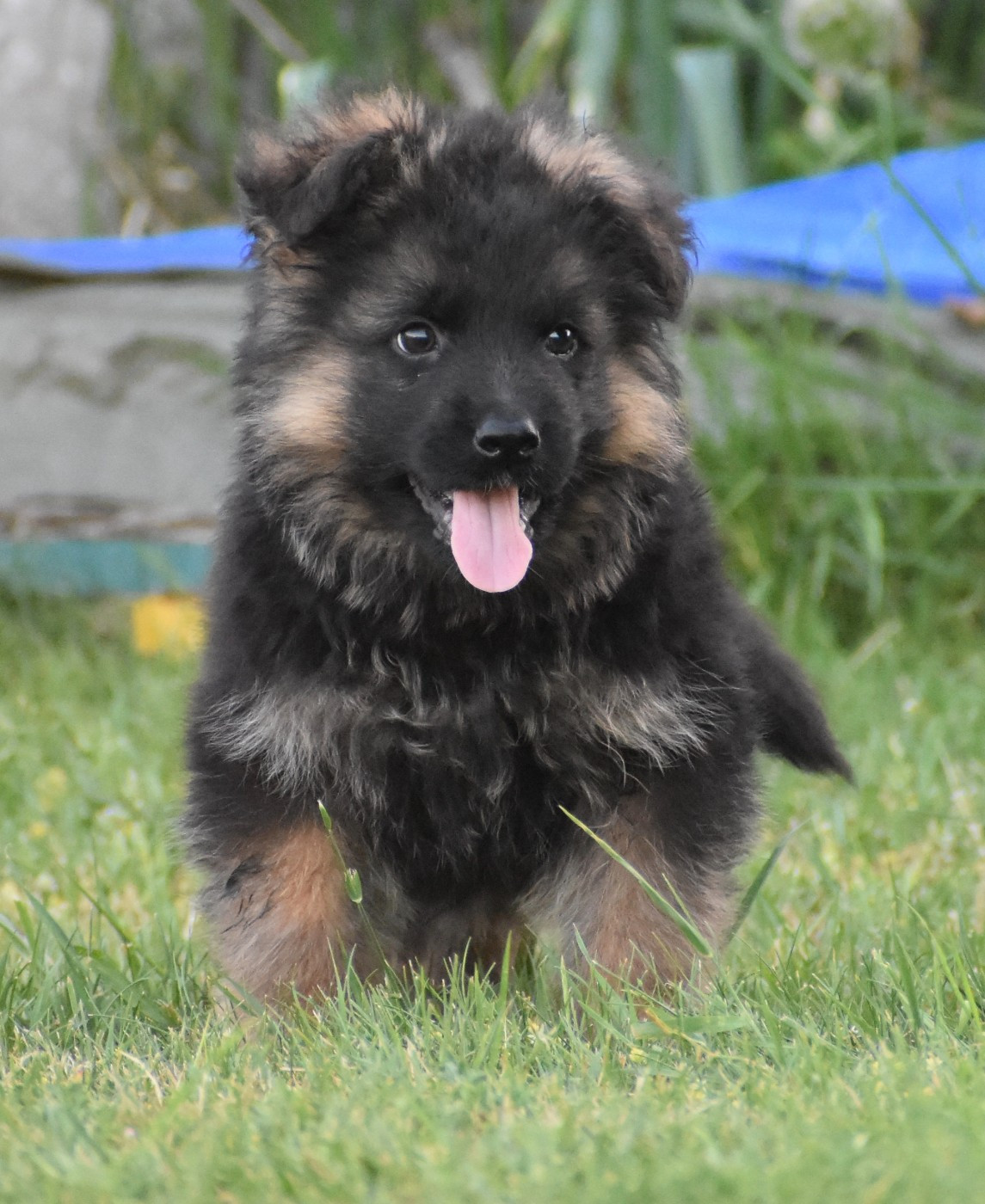 Du Domaine De L'Estran - Chiots disponibles - Berger Allemand Poil Long