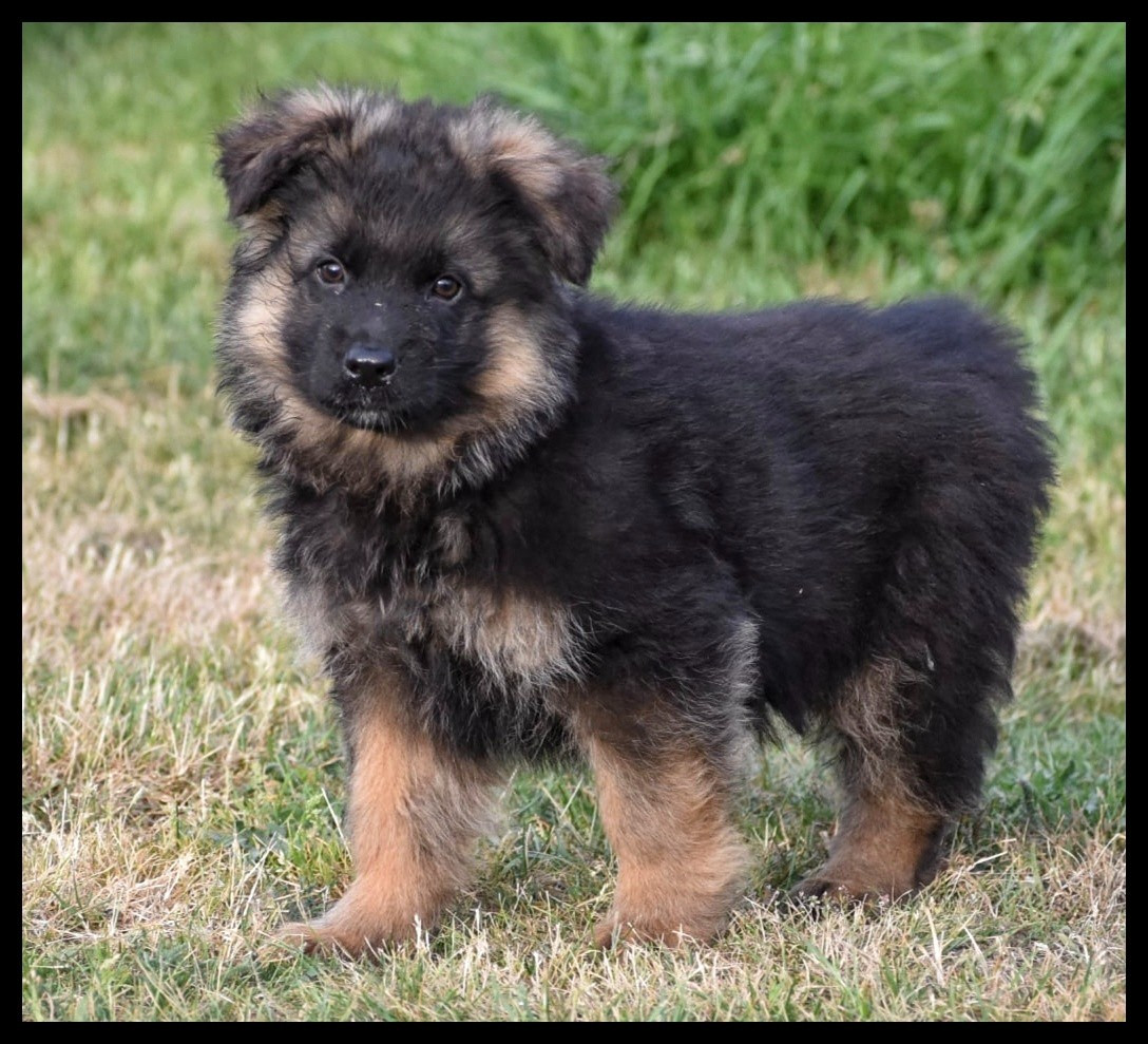Du Domaine De L'Estran - Chiots disponibles - Berger Allemand Poil Long
