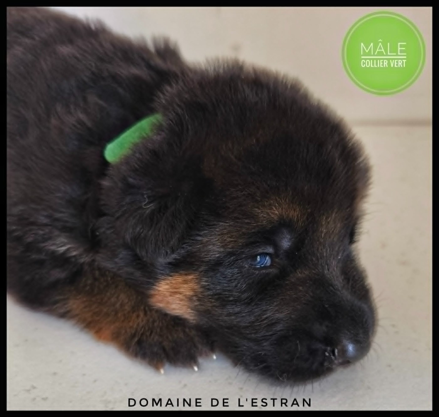 Du Domaine De L'Estran - Chiots disponibles - Berger Allemand