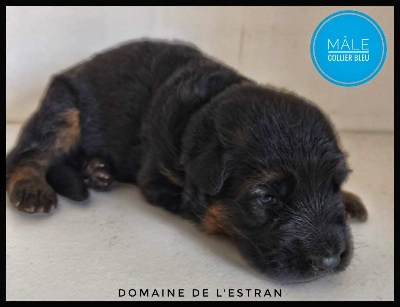 Du Domaine De L'Estran - Chiots disponibles - Berger Allemand