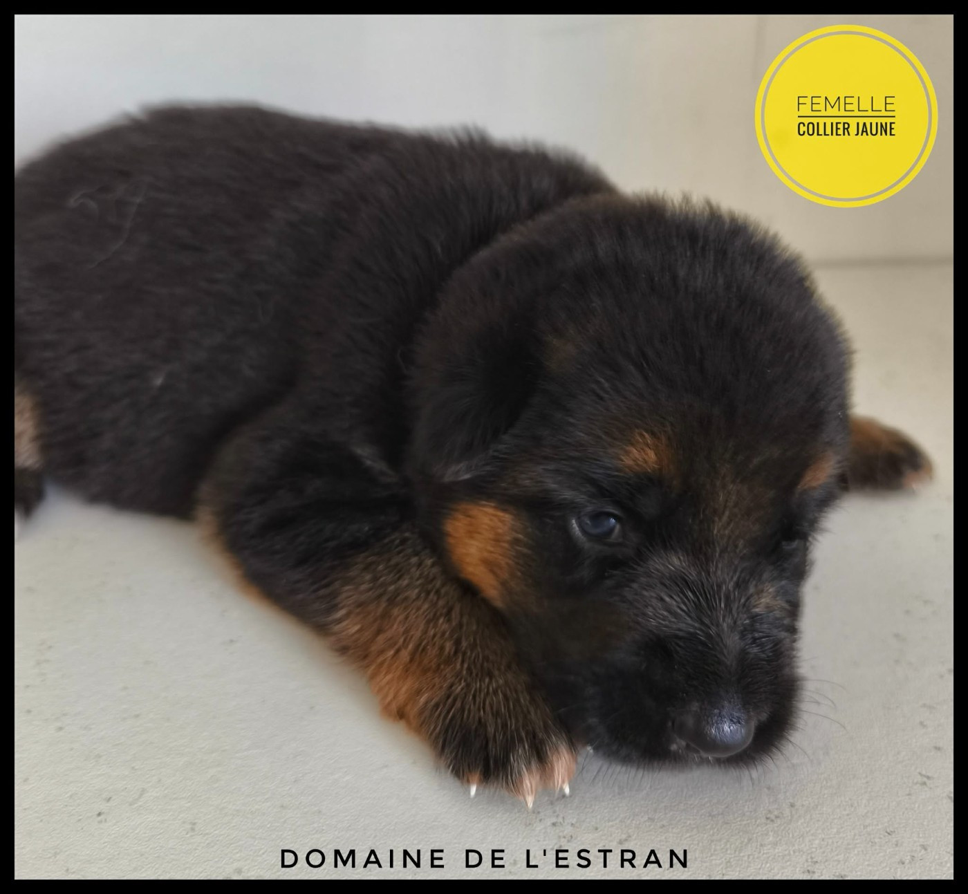 Du Domaine De L'Estran - Chiots disponibles - Berger Allemand