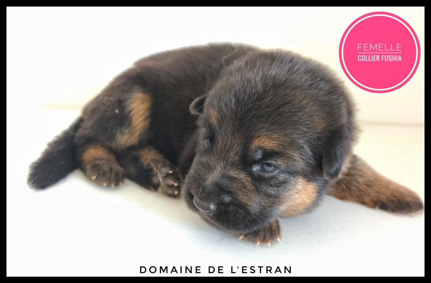 Du Domaine De L'Estran - Chiots disponibles - Berger Allemand