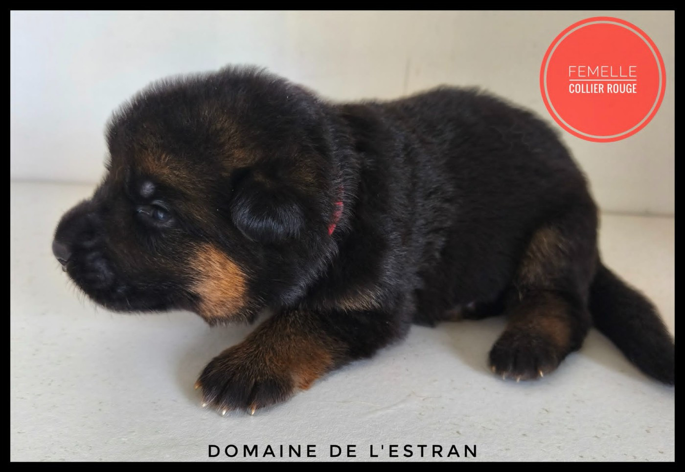Du Domaine De L'Estran - Chiots disponibles - Berger Allemand