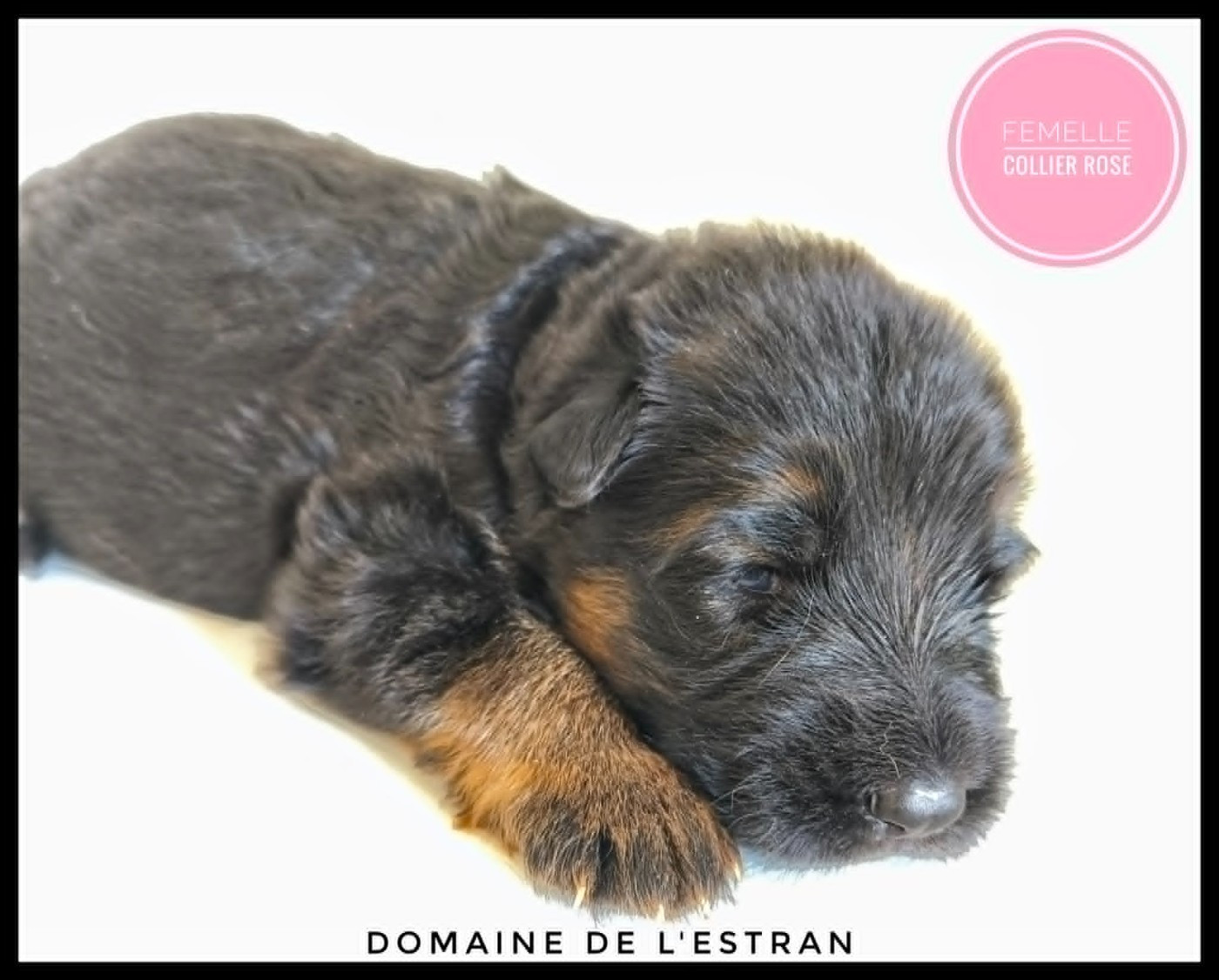 Du Domaine De L'Estran - Chiots disponibles - Berger Allemand