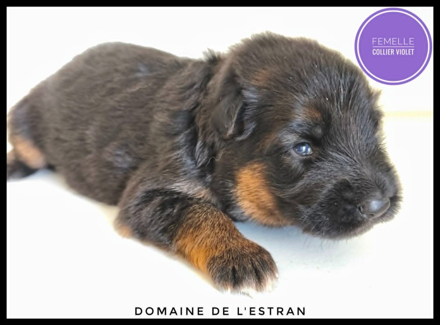 Du Domaine De L'Estran - Chiots disponibles - Berger Allemand