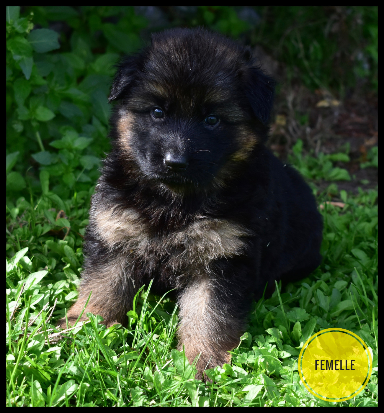 Du Domaine De L'Estran - Chiots disponibles - Berger Allemand