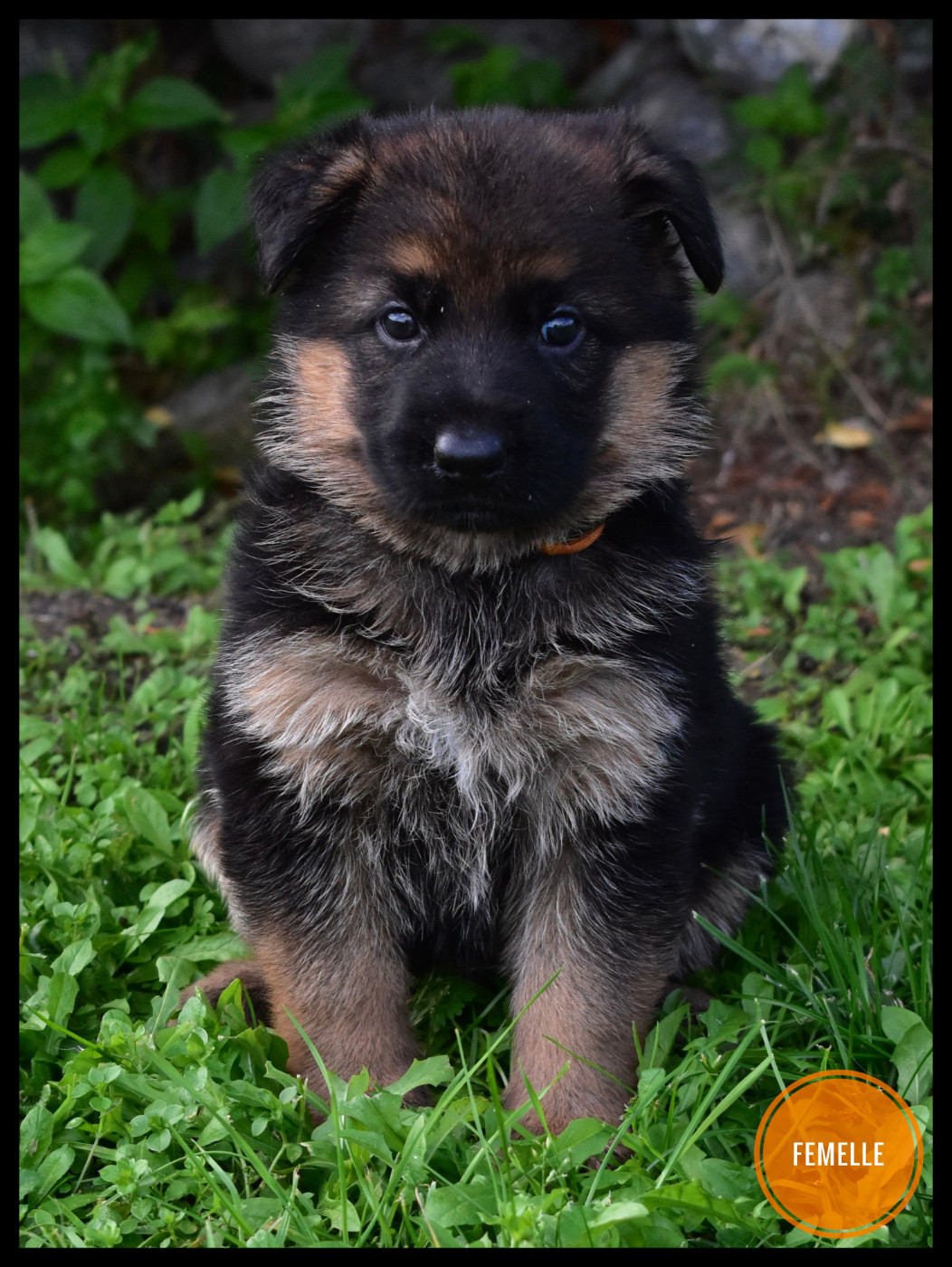 Du Domaine De L'Estran - Chiots disponibles - Berger Allemand