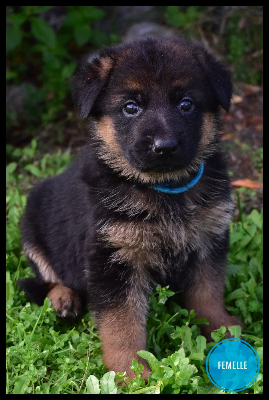 Du Domaine De L'Estran - Chiots disponibles - Berger Allemand