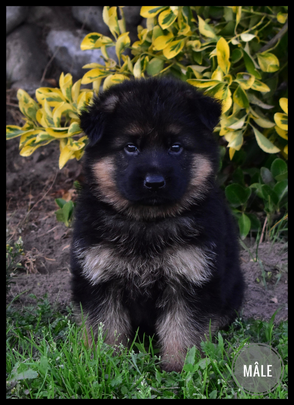Du Domaine De L'Estran - Chiots disponibles - Berger Allemand