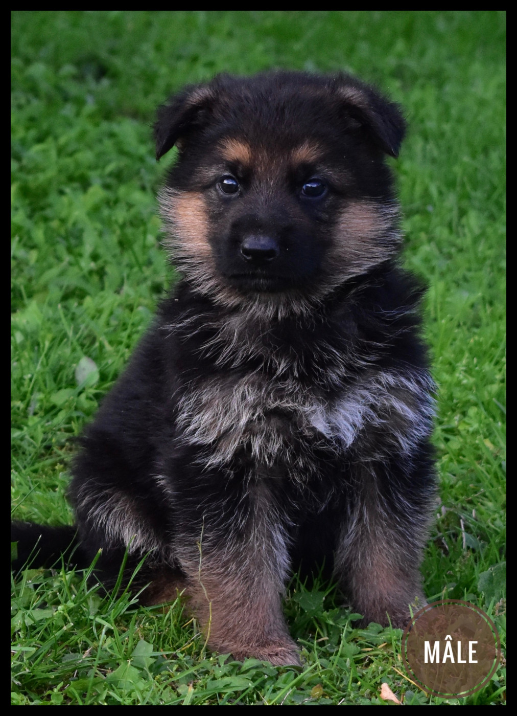Du Domaine De L'Estran - Chiots disponibles - Berger Allemand