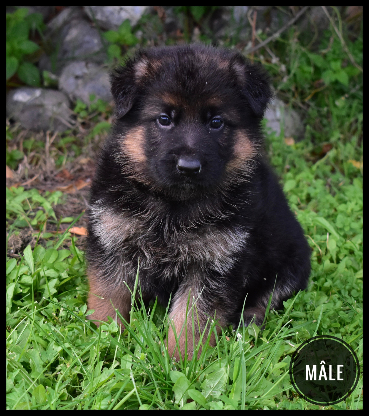 Du Domaine De L'Estran - Chiots disponibles - Berger Allemand