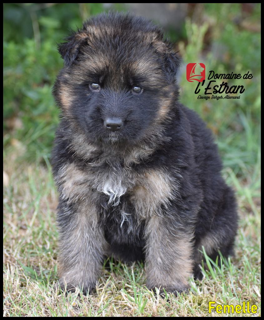 Du Domaine De L'Estran - Chiots disponibles - Berger Allemand Poil Long