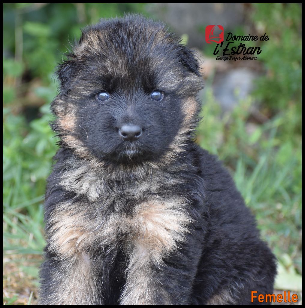 Du Domaine De L'Estran - Chiots disponibles - Berger Allemand Poil Long