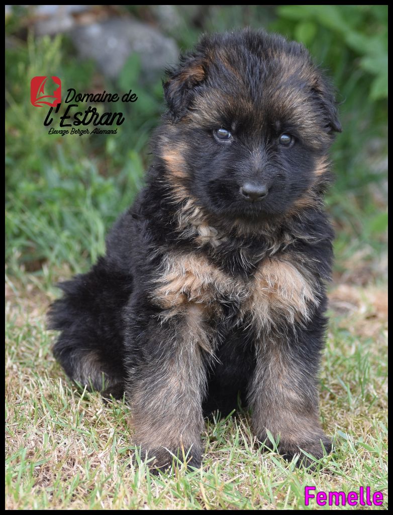 Du Domaine De L'Estran - Chiots disponibles - Berger Allemand Poil Long