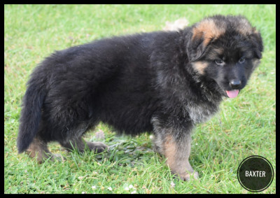 BAXTER (Collier noir)