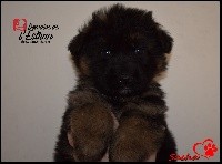SACHA (Collier Rouge)