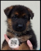 SHEYENNE (Collier rose)