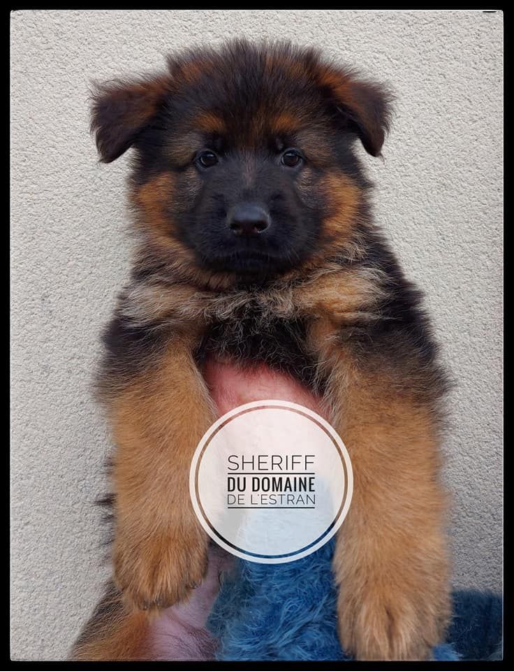 Du Domaine De L'Estran - Berger Allemand Poil Long - Portée née le 29/03/2021