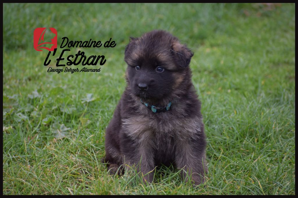 Du Domaine De L'Estran - Berger Allemand Poil Long - Portée née le 02/11/2021