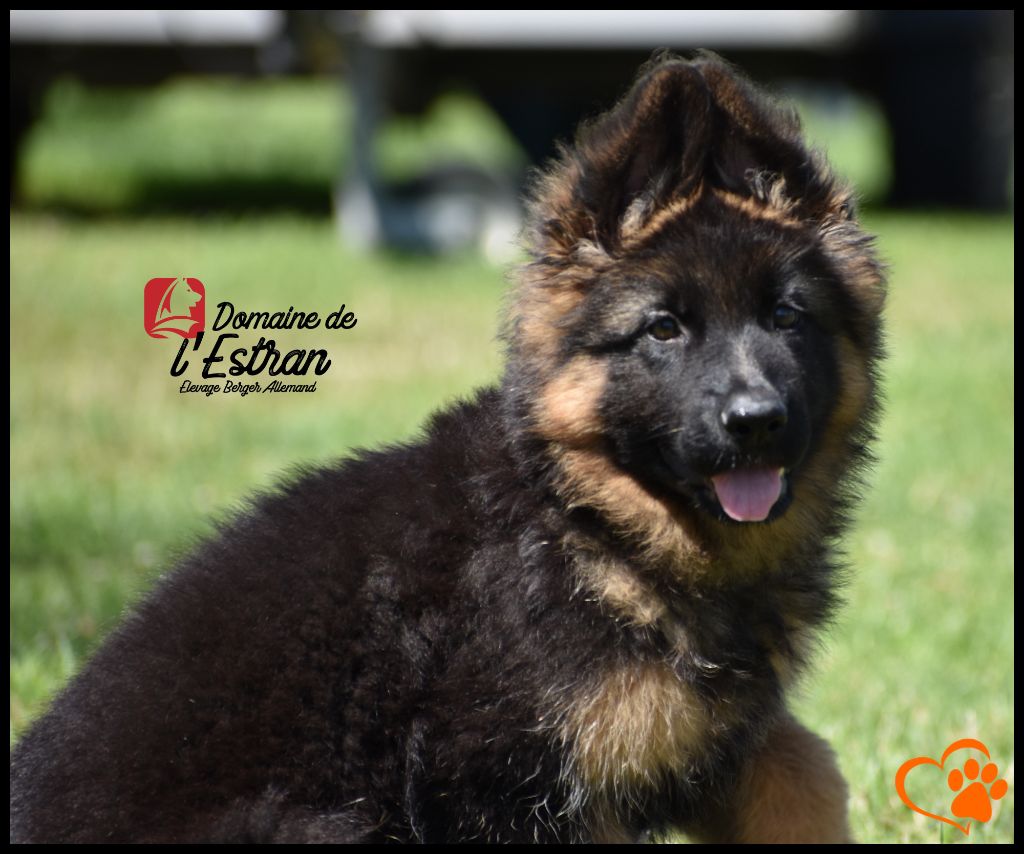 Du Domaine De L'Estran - Chiots disponibles - Berger Allemand Poil Long