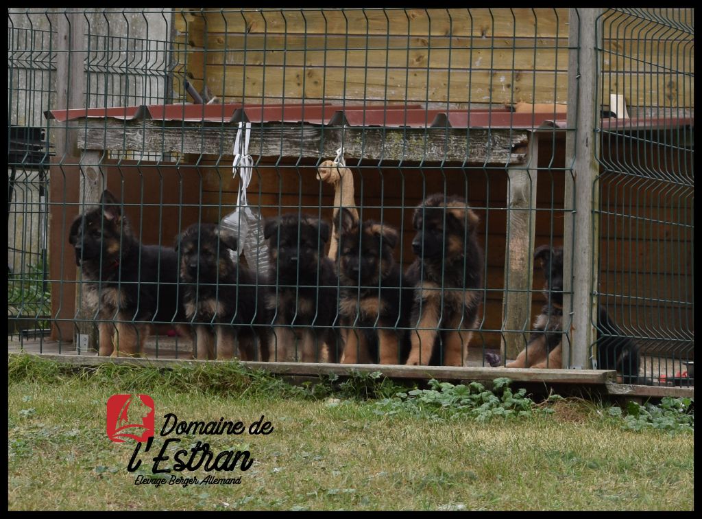 Du Domaine De L'Estran - Berger Allemand Poil Long - Portée née le 20/07/2019
